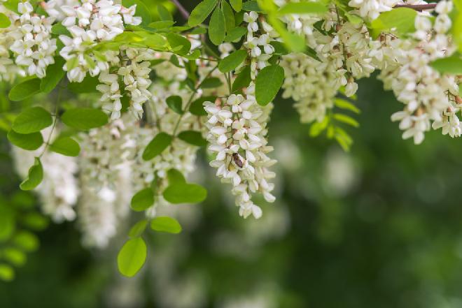 Robinia akacjowa - jak wykorzystać ją dla zdrowia?